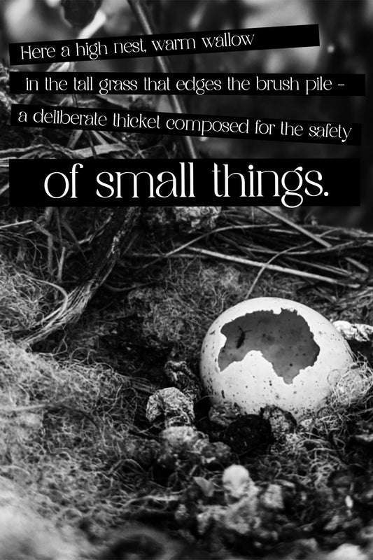 "Safety of Small Things" Postcard
